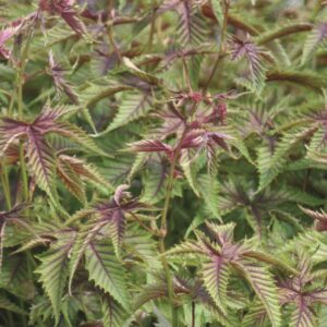 Meadowsweet
