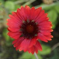 Gaillardia Burgundy Blanket Flower
