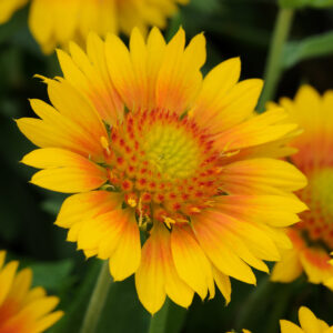Gaillardia Mesa Peach