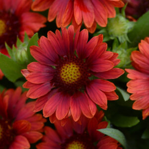 Gaillardia_Mesa_Red_Bloom
