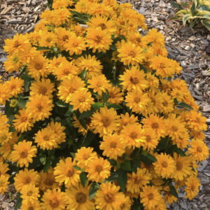 False Sunflower ( heliopsis) Athen Gold