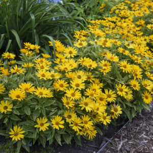HELIOPSIS HELIANTHOIDES SUNSTRUCK_Garden_Garden