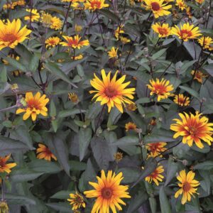 HELIOPSIS SCABRA BURNING HEARTS_Garden_Garden