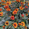 False Sunflower ( heliopsis) Bleeding Hearts