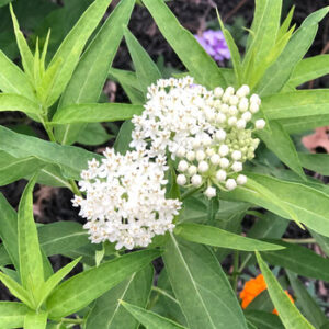 asclepias_incarnata_ice_ballet_milkweed_sc_ascsm_01