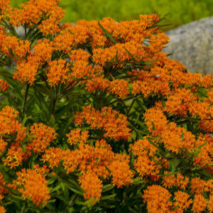 asclepias_tuberosa_apj16_3 butterfly weed