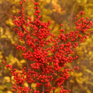 Winterberry Berry Heavy