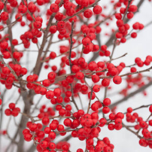 Berry Poppins Winterberry