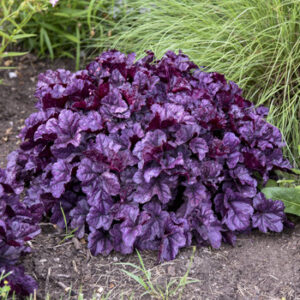 heuchera_wildberry_apj20_3