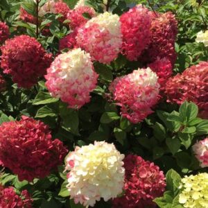 hydrangea-paniculata-little-lime-punch-1