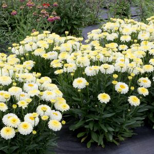 LEUCANTHEMUM LEMON PUFF_Garden_Garden