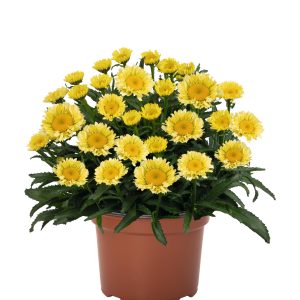 LEUCANTHEMUM SWEET DAISY IZABEL_Pot on Sweep_Pot on Sweep