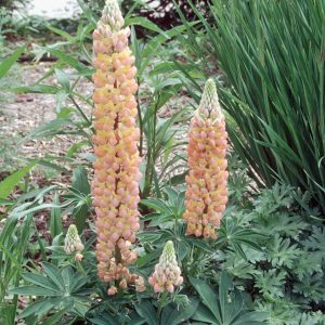 LUPIN MINARETTE MIX_Garden_Garden