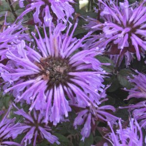 Monarda SUGAR BUZZ Blue Moon_CJW14 (2)