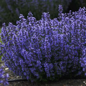 Nepeta Cats Pajamas_CJW16 (22)