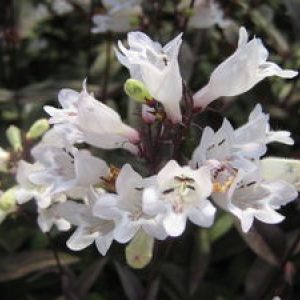 PENSTEMON DIGITALIS HUSKER RED_Bloom_Bloom
