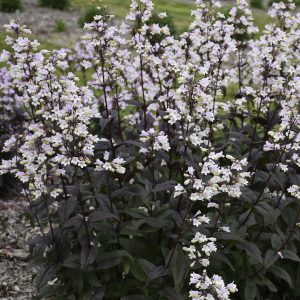 PENSTEMON ONYX & PEARLS_Bloom_Bloom