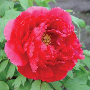 Red_TreePeony