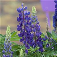lupin gallery blue
