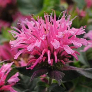 monarda balmy pink