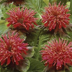 mondarda fireball bee balm